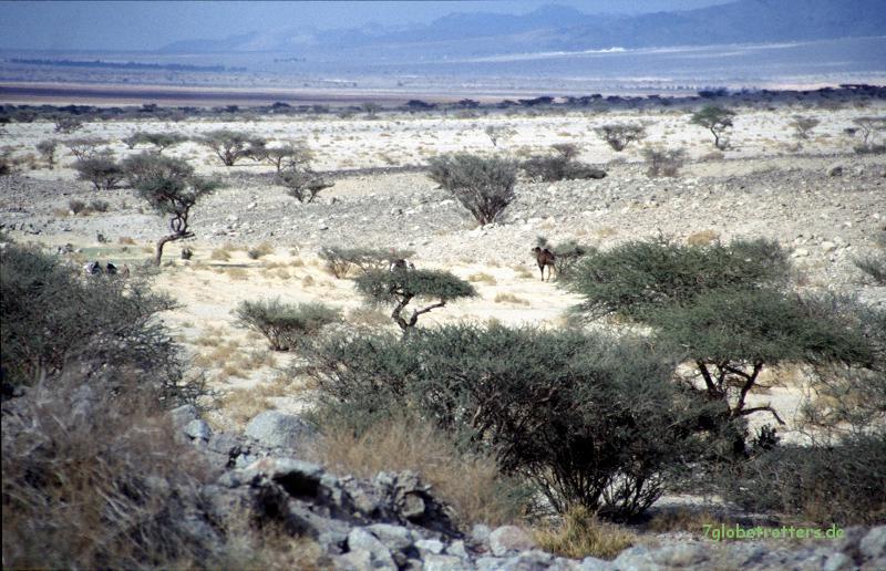 Im Wadi Araba