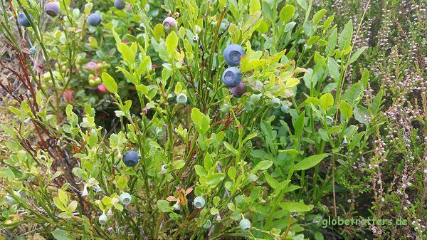 2016-07-29--13-19-schottland-MB711-0956