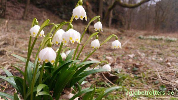 Märzenbecher im Polenztal 2017