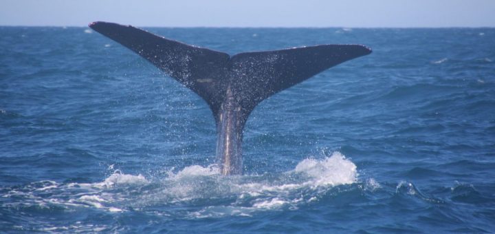 Wale beobachten vor Norwegens Nordküste