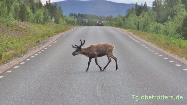 Rentier auf der Straße