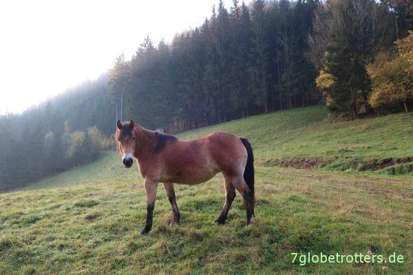 Pferdchen auf der Weide
