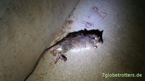 Eine tote Ratte in den Katakomben unter der Stadt