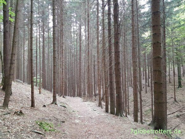 Wanderung durch die Böhmische Schweiz: Wilde Klamm und Prebischtor
