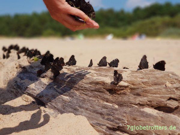 Offizielles Wildcampen in Estland an der Ostsee erlaubt oder verboten