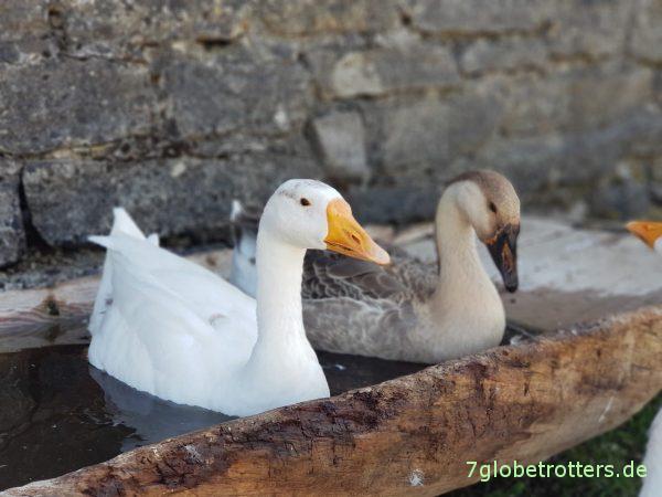 Estland, Ordensburg Rakvere, Burg Wesenberg