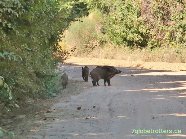 Wildschweine beim Wandern auf Berg Athos