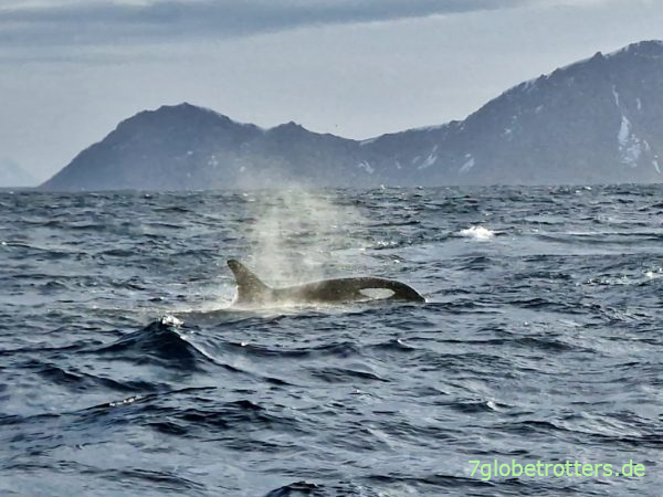 Orca auf der besten Walsafari in Norwegen vor Andenes