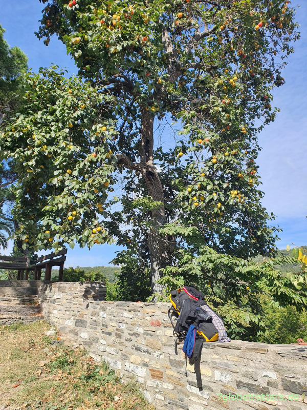 Rast unterm Kakibaum am Kloster Konstamonitou