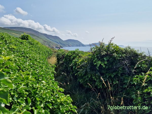 Stachliger Küstenwanderweg auf der Isle of Man