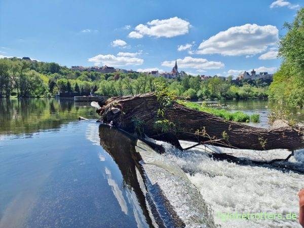 Baum auf dem Schlauchwehr Leisnig, Freiberger Mulde