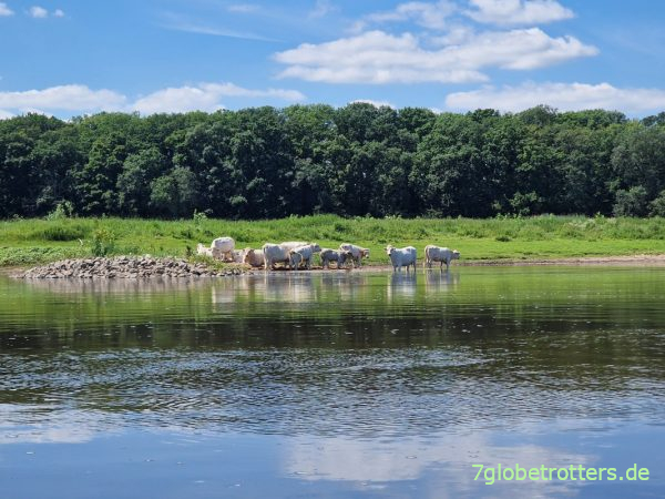 Kühe an der Elbe bei Arneburg km 403,5