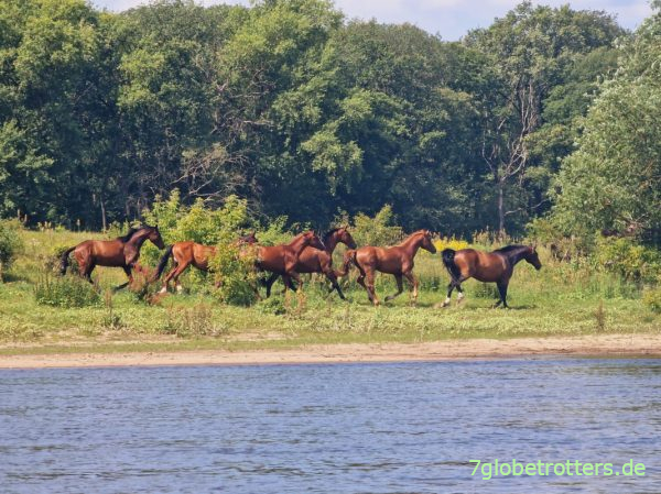 Pferdeherde bei Wahrenberg