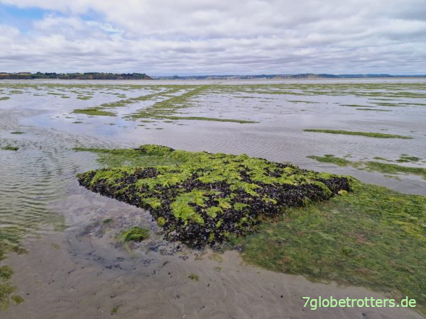 Baie de Saint-Brieuc bei Ebbe