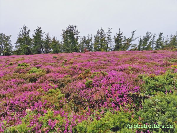 Heidekraut auf der Halbinsel Crozon