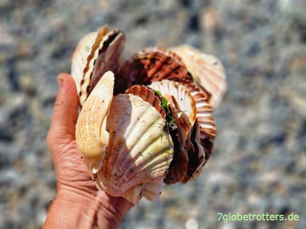 Jakobsmuscheln Jospinet, Bretagne
