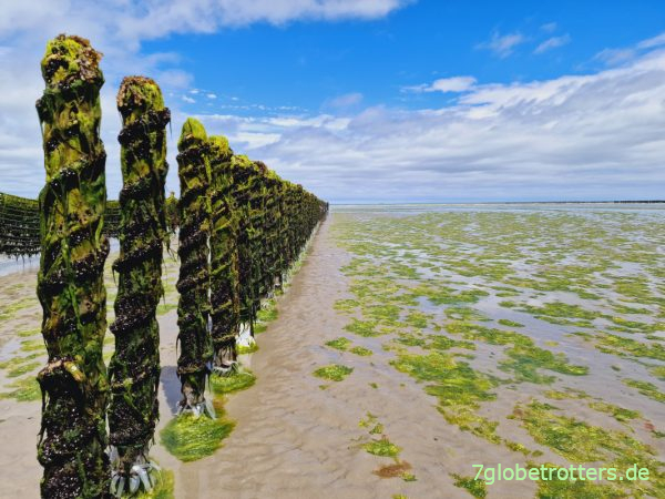 Muschelzucht in der Baie de Saint-Brieuc