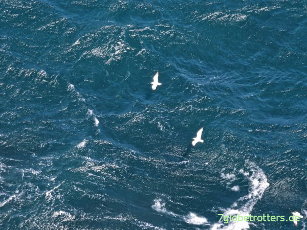 Vögel am Cap Fréhel, Bretagne