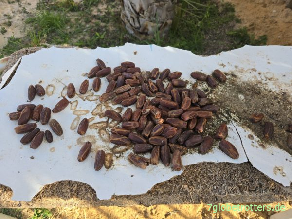 Dattelernte am Mides Family Resto