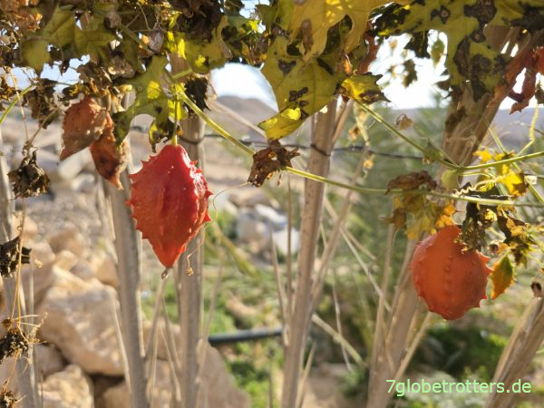 Tunesische Horngurken