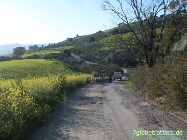 Kleine Straße durch den tunesischen Tell-Atlas