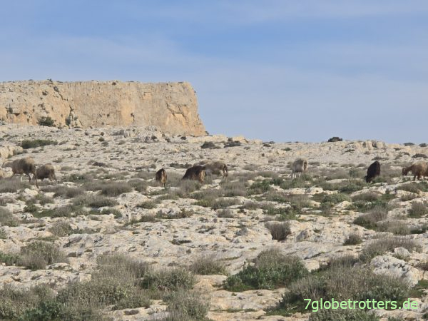 Schafe auf dem Plateau des Table de Jugurtha