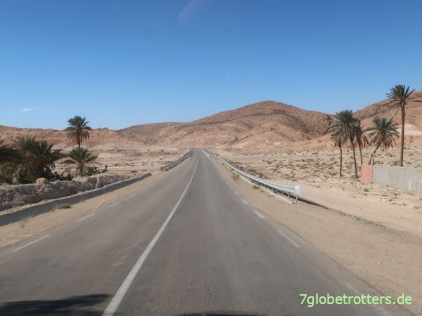 Palmen in den tunesischen Bergoasen an der algerischen Grenze