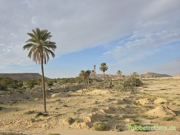 Die letzte Palme der Bergoase Mides Tunesien