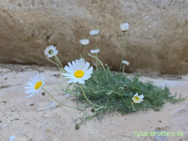 Schlucht der Bergoase Midès