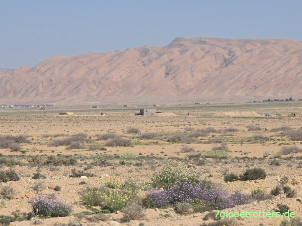 Blühende Wüste um Métlaoui