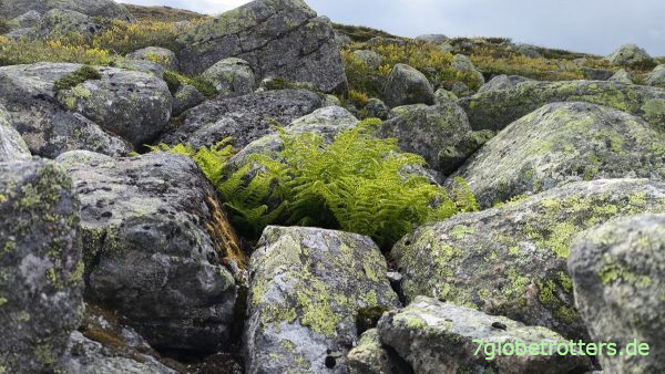 Felsen der Hardangervidda am Lægreidvatnet Felsen der Hardangervidda am Lægreidvatnet