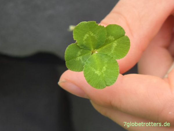 Glücksklee am Vøringsfossen Glücksklee am Vøringsfossen