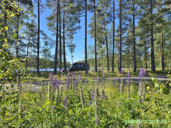 Invasives Lupinenfeld in Schweden Invasives Lupinenfeld in Schweden