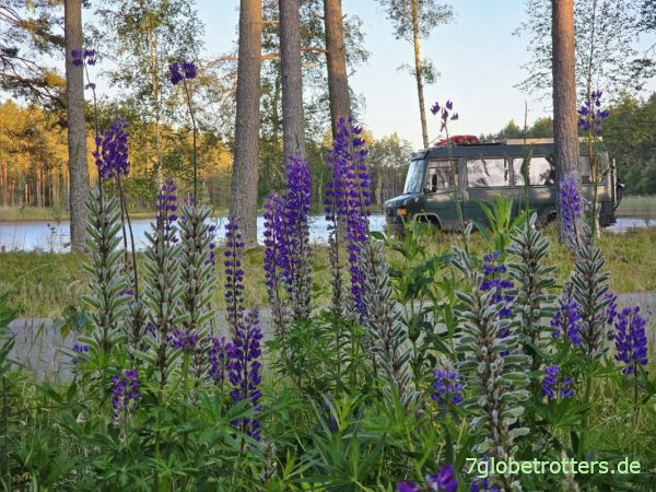 Lupinen am Sisjöns Grillplats Lupinen am Sisjöns Grillplats
