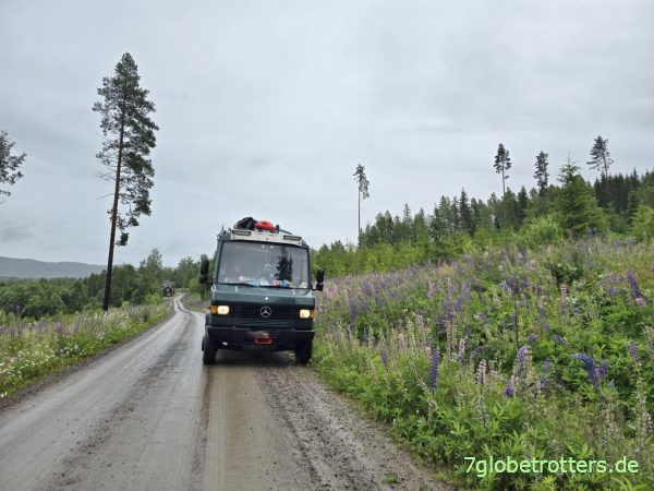 Mercedes 711D in den Lupinen