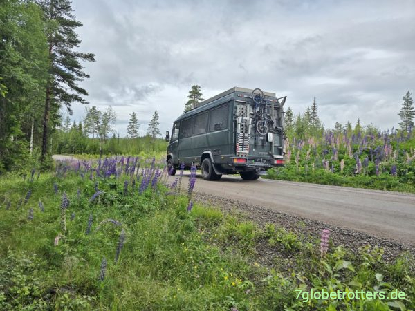 Mercedes 711D mit Lupinen in Gunnarskog