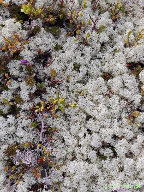 Moose und Flechten auf der Hardangervidda Moose und Flechten auf der Hardangervidda