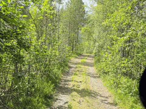 Piste im Bärental Piste im Bärental