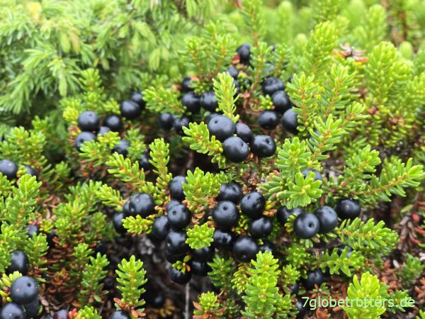 Schwarze Krähenbeere im Vesslunda Naturreservat