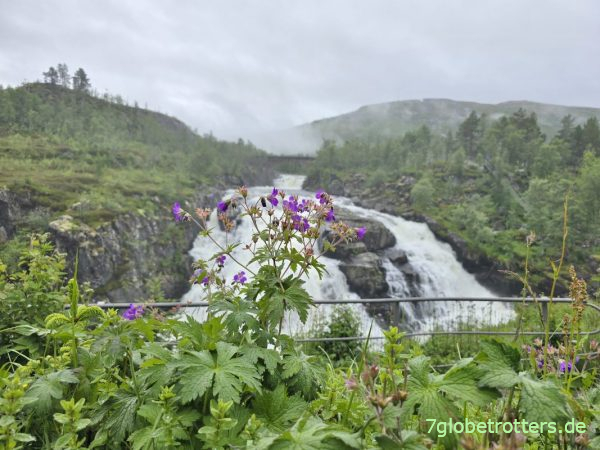 Storchschnabel am Vøringsfossen Storchschnabel am Vøringsfossen