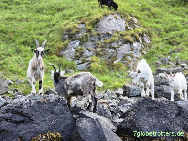 Ziegenböcke zwischen Aurlandsfjord und Nærøyfjord Ziegenböcke zwischen Aurlandsfjord und Nærøyfjord