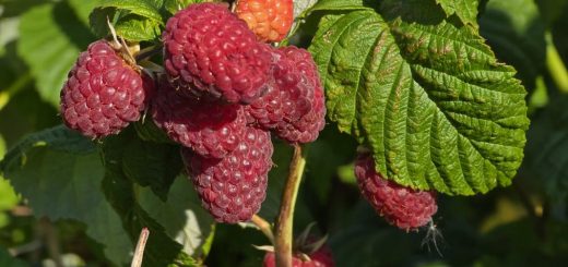 Himbeertraum im Stadtpark Örebro