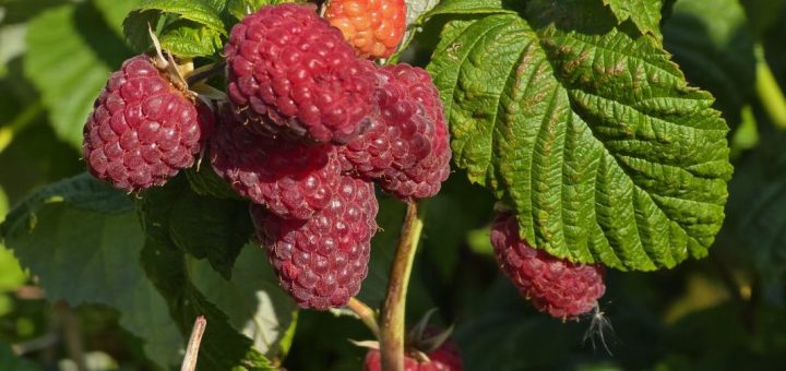 Himbeertraum im Stadtpark Örebro