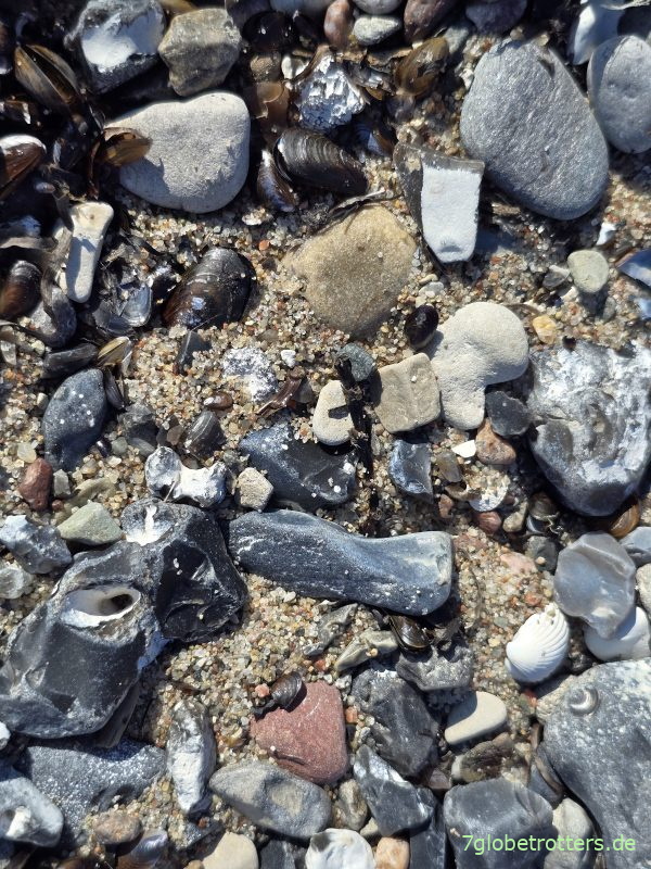 Hühnergötter in Gedser Odde Hühnergötter in Gedser Odde