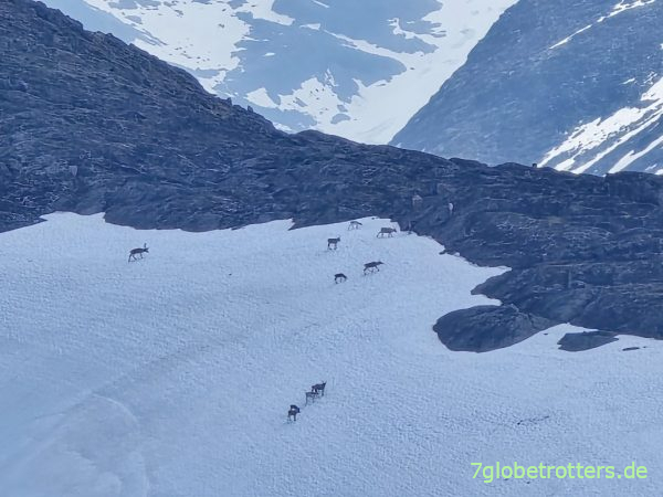 Rentierherde an der Kyrkja