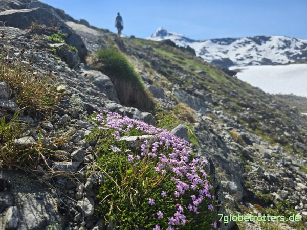 St&auml;ngelloses Leimkraut an der Kyrka